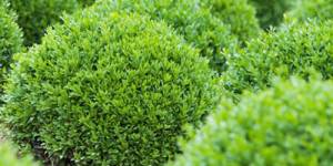 captan-bush